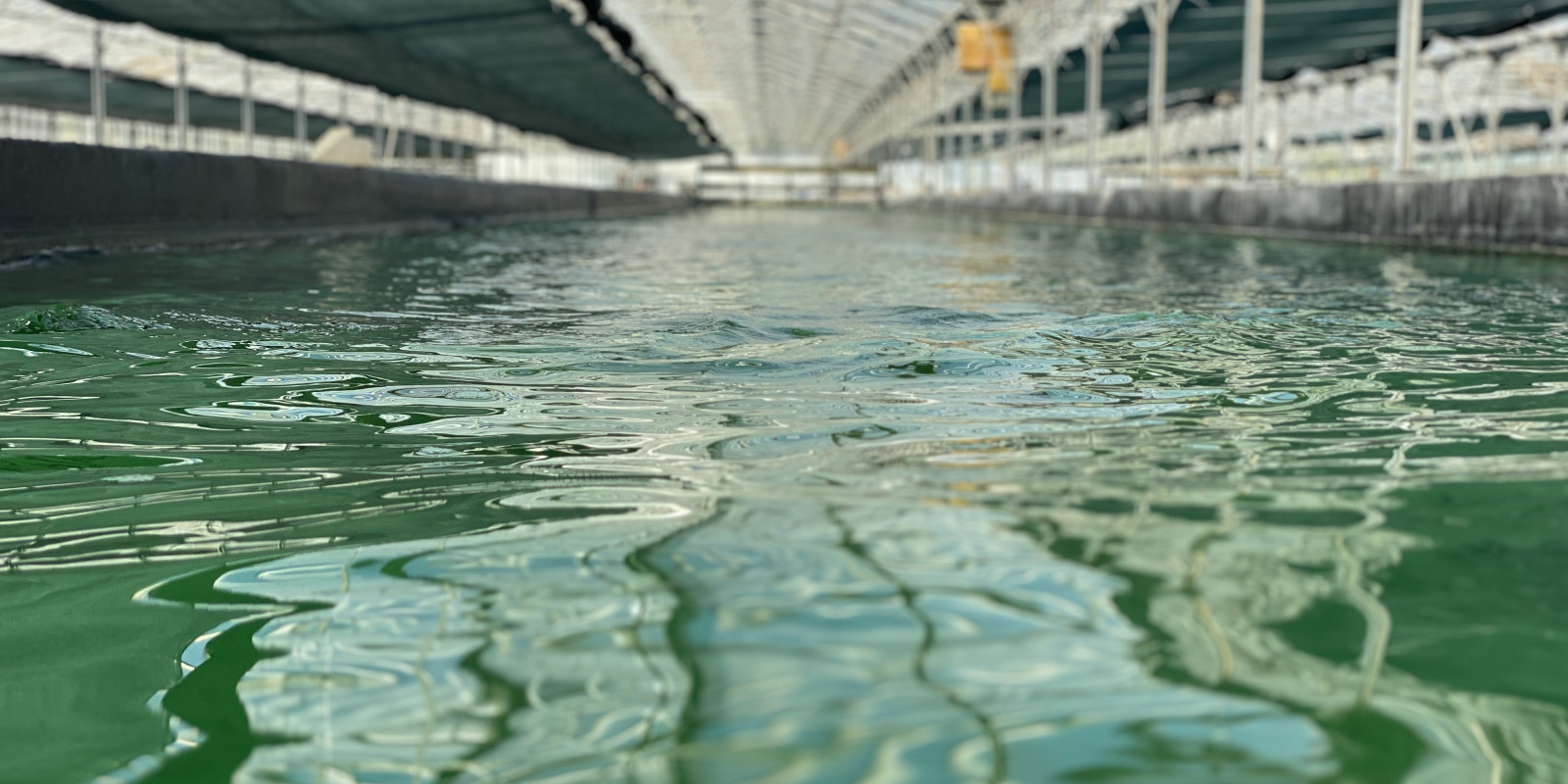 un bassin à la ferme des confines