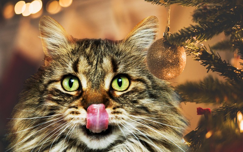 La satiété s’écoute, elle reste le meilleur moyen de manger raisonnablement !  (crédit photo Lina Angelov)