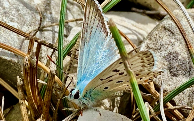 Merveilleuse biodiversité, Azuré de la Bugrane