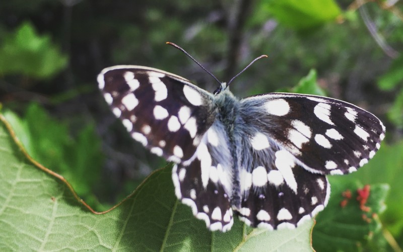 Il y a cette chose fragile qu’il nous faut protéger, #papillon #liberté