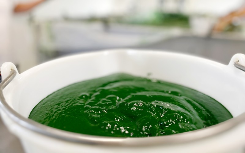 Spiruline fraîche tamisée juste après la sortie du bassin - Solis Culturae