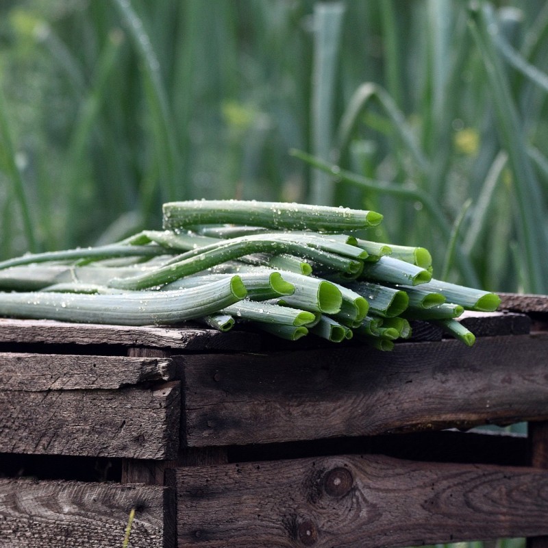 Ciboulette (crédit photo Pixabay)