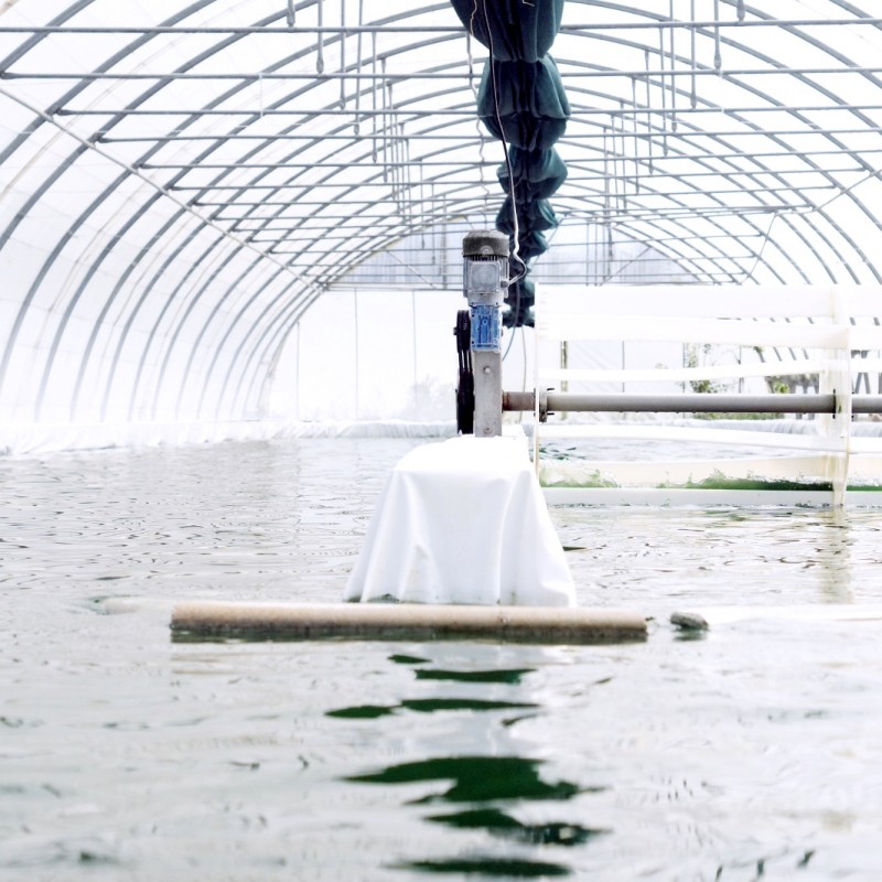 La ferme Solis à la Crau-de-Châteaurenard aux Lonnes. C'est là où nous avons mis en culture nos premiers bassins en 2012.
