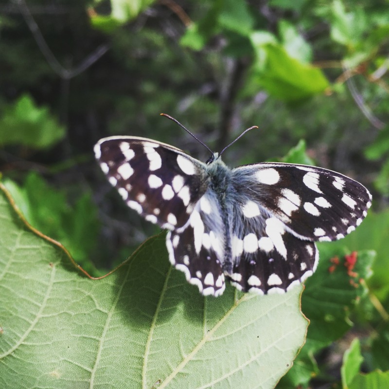 Il y a cette chose fragile qu’il nous faut protéger, #papillon #liberté