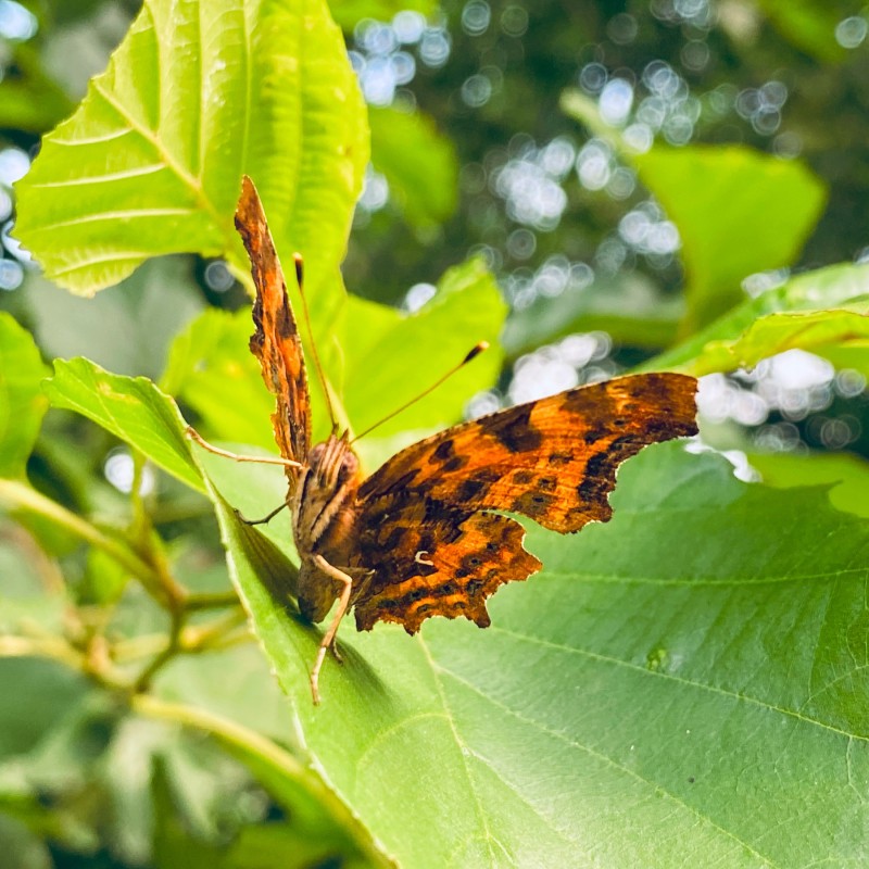 Un papillon Henri-le-Diable dans les Gorges du Tarn — crédit photo Jean-Loup Couegnas