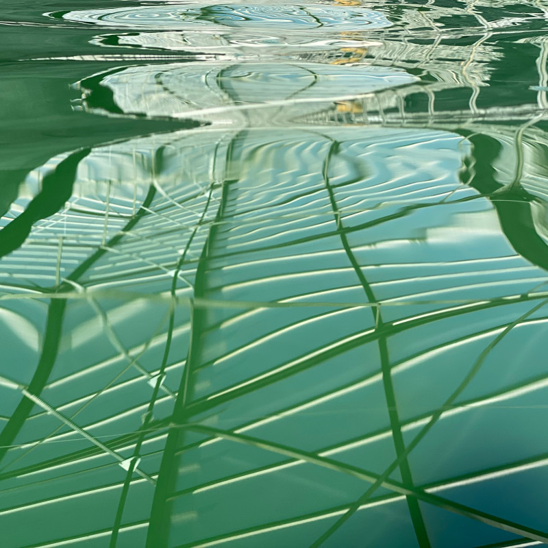 un bassin à la ferme des confines reflet de la serre